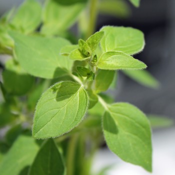 Griechischer Oregano (Samen)