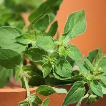 Griechischer Oregano (Samen)