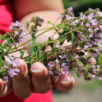 Griechischer Oregano (Samen)