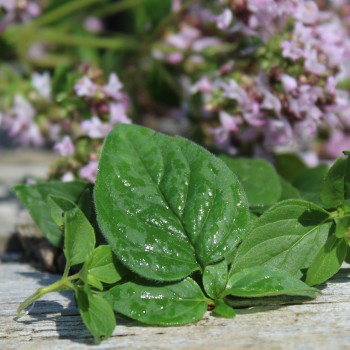 Griechischer Oregano (Samen)
