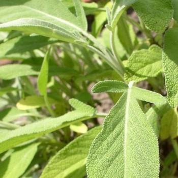 Griechischer Salbei (Pflanze)