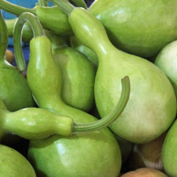 Kalebasse Großer Flaschenkürbis (Samen)