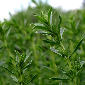 Bergbohnenkraut (Samen)