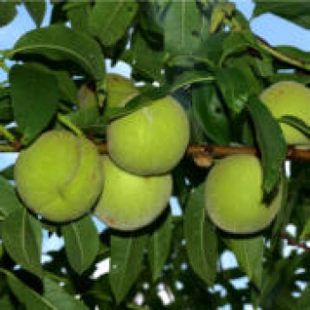 Grüner Weingartenpfirsich (Pflanze)