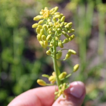 Palmkohl Lerchenzungen (Samen)