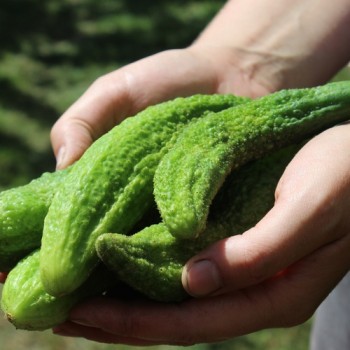Gurke Ameliore de Bourbonne (Samen)