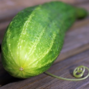 Gurke Ameliore de Bourbonne (Samen)