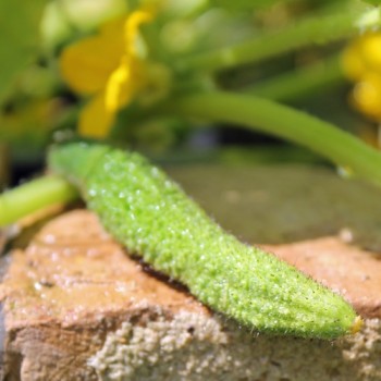 Gurke Ameliore de Bourbonne (Samen)