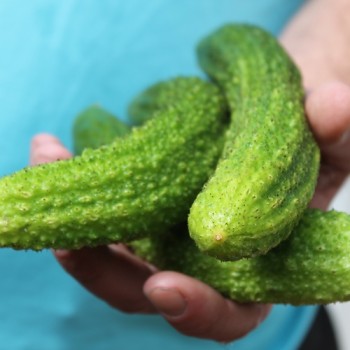 Gurke Ameliore de Bourbonne (Samen)