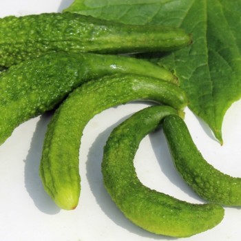 Gurke Ameliore de Bourbonne (Samen)
