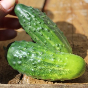 Gurke Arkansas Little Leaf (Samen)