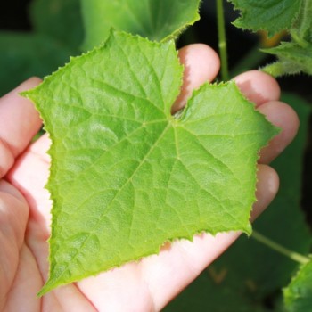 Gurke Arkansas Little Leaf (Samen)