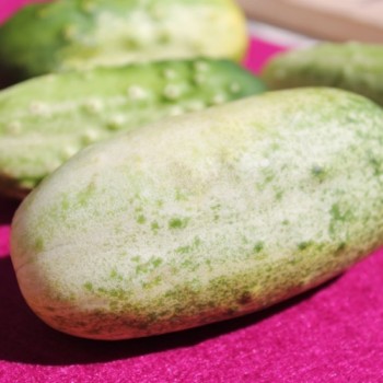 Gurke de Russie (Samen)