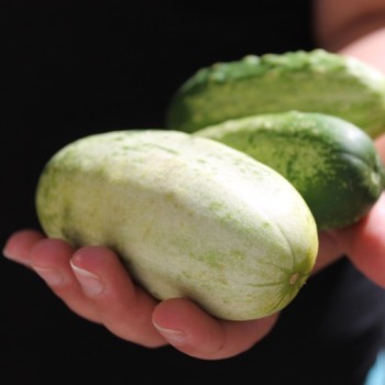 Gurke de Russie (Samen)