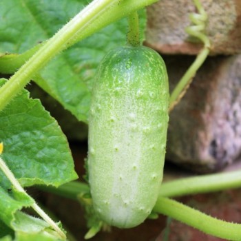Gurke de Russie (Samen)