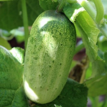 Gurke de Russie (Samen)