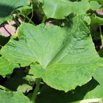 Gurke Redlands Long White (Samen)
