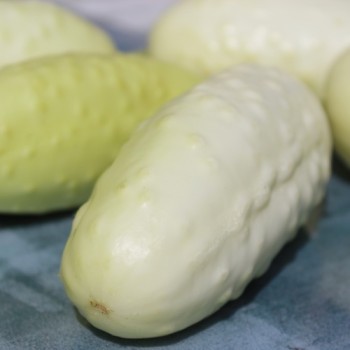 Gurke Redlands Long White (Samen)