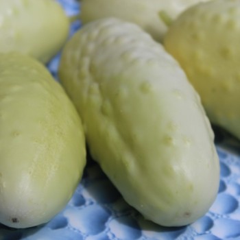 Gurke Redlands Long White (Samen)