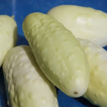 Gurke Redlands Long White (Samen)