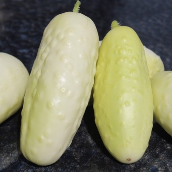 Gurke Redlands Long White (Samen)