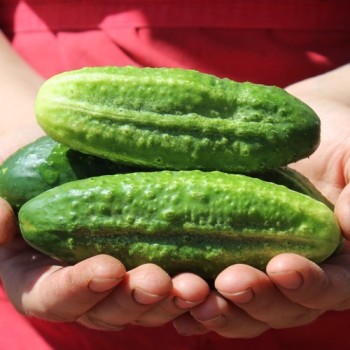 Gurke Rhinish Pickling (Samen)