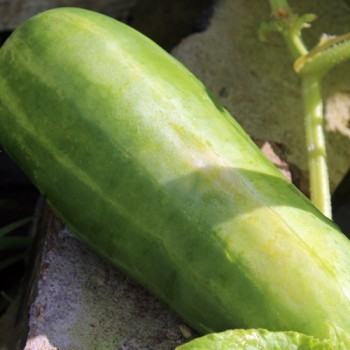 Gurke Riesen Schäl (Samen)