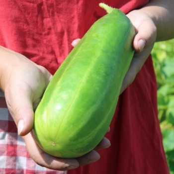 Gurke Riesen Schäl (Samen)