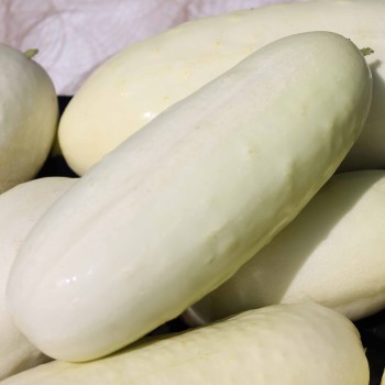 Gurke White Wonder (Samen)