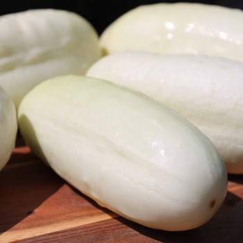 Gurke White Wonder (Samen)