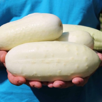 Gurke White Wonder (Samen)