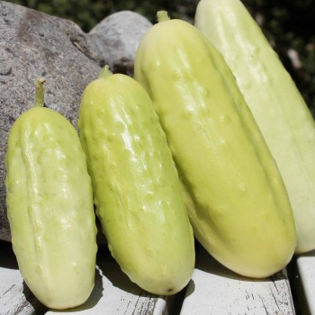 Gurke White Wonder (Samen)