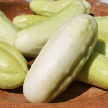 Gurke White Wonder (Samen)
