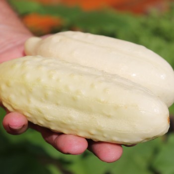 Gurke White Wonder (Samen)