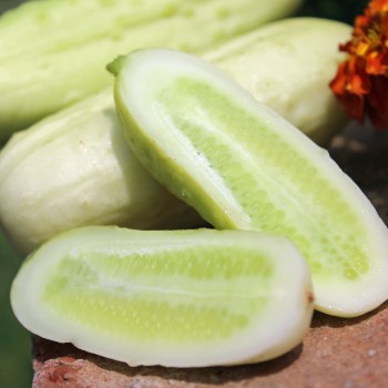 Gurke White Wonder (Samen)