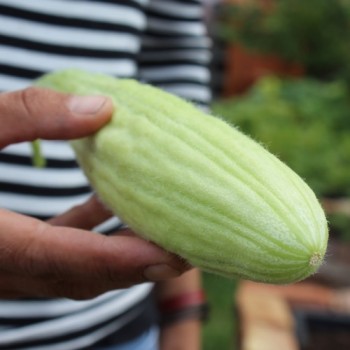 Gurkenmelone Armenian (Samen)