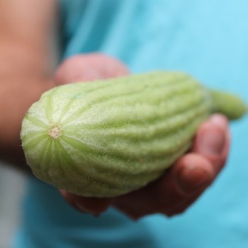 Gurkenmelone Armenian (Samen)