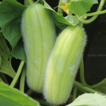 Gurkenmelone Carosello Mezzo Lungo di Polignano (Samen)