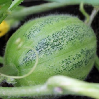 Gurkenmelone Tondo di Manduria (Samen)