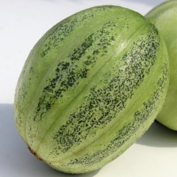 Gurkenmelone Tondo di Manduria (Samen)