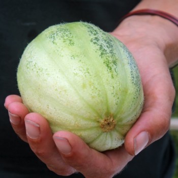 Gurkenmelone Tondo di Manduria (Samen)
