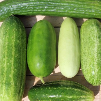 Gurkenmix (Samen)