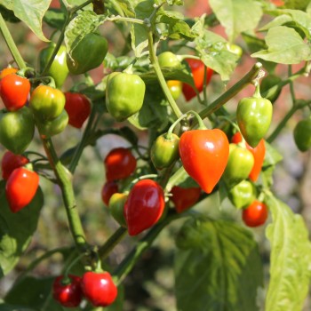 Habanero Red Savina (Schärfe 10+) (Samen)