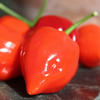 Habanero Red Savina (Schärfe 10+) (Samen)