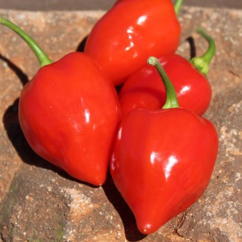 Habanero Red Savina (Schärfe 10+) (Samen)