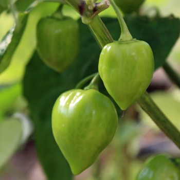 Habanero Red Savina (Schärfe 10+) (Samen)