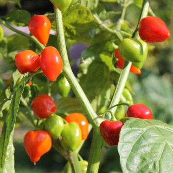 Habanero Red Savina (Schärfe 10+) (Samen)