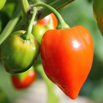 Habanero Red Savina (Schärfe 10+) (Samen)