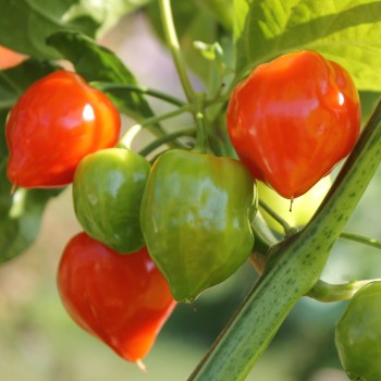 Habanero Red Savina (Schärfe 10+) (Samen)