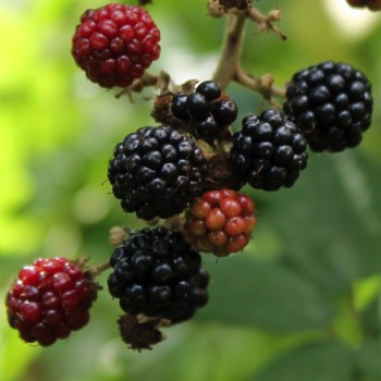 Heilige Brombeere (Pflanze)